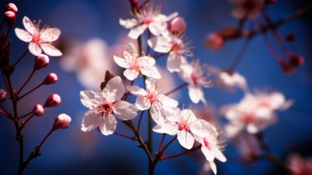 Color & Contrast Presets