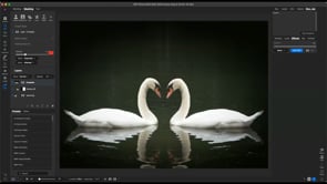 Birds – Live Edit
