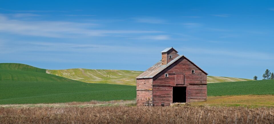 An isolated abandoned wooden barn surrounded by vast green wheat fields in the rural landscape of Whitman County, Washington.