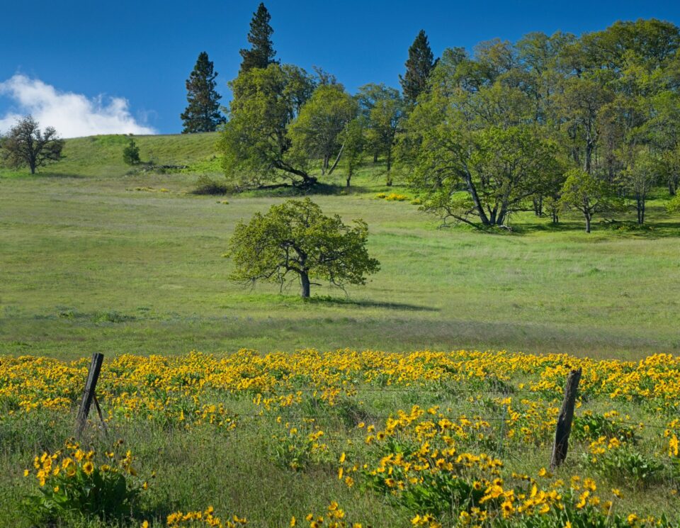 A lone tree centered in a field of yellow balsamroot wildflowers along a wooden fence line on the Historic Columbia River Highway.
