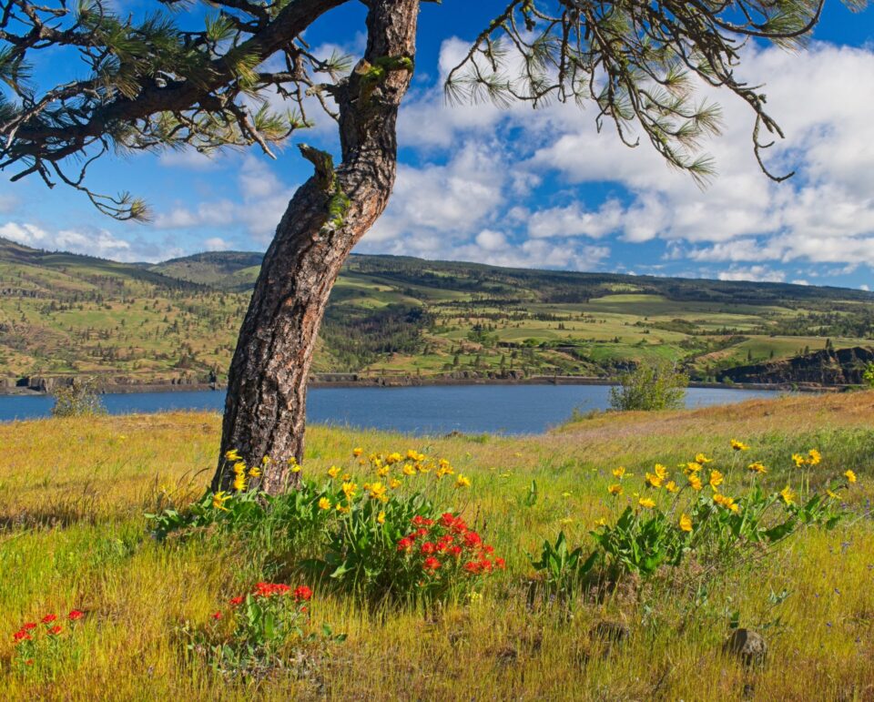 Close-up of red Indian Paintbrush wildflowers in the foreground with a scenic view of the Columbia River and rolling hills under a cloudy sky near Mosier, Oregon.