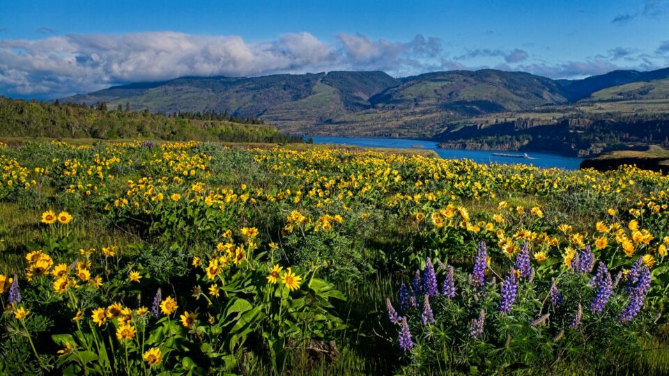 Rowena Crest Image: "Wide-angle landscape photography of yellow balsamroot and purple lupine wildflowers at Rowena Crest overlooking the Columbia River Gorge in Oregon.
