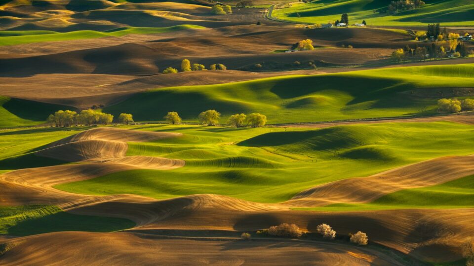 High-angle panoramic view of the Whitman County landscape from Steptoe Butte State Park showing lens compression and long shadows on green fields.