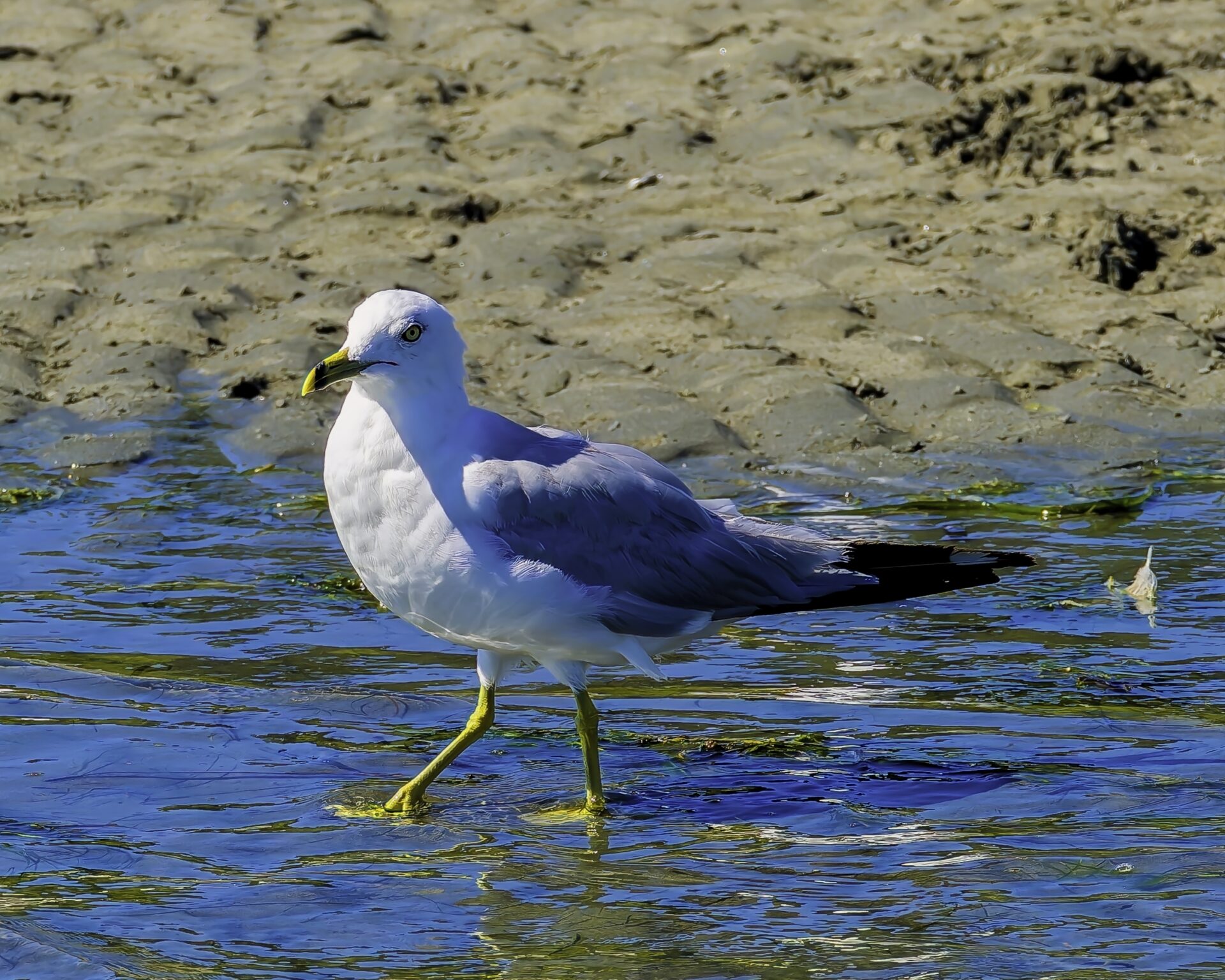 Banded bill gull