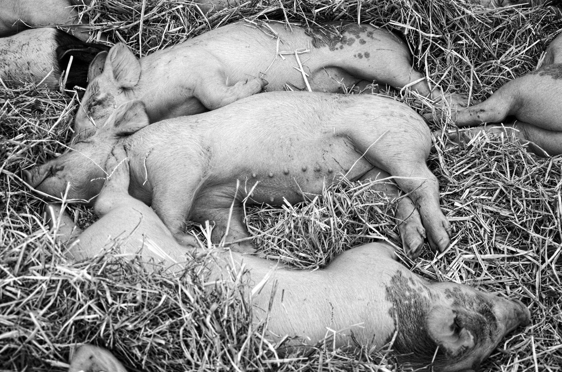 Fair Sleeping pigs