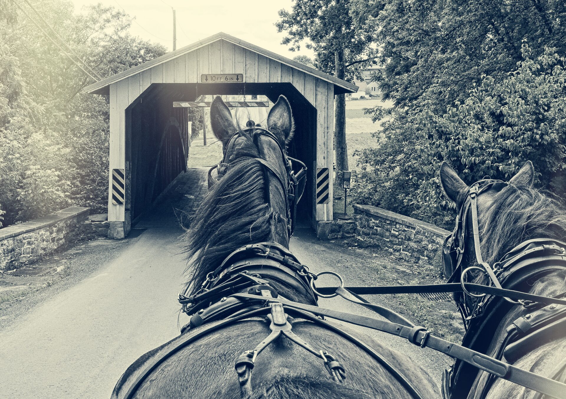 View From the Buggy