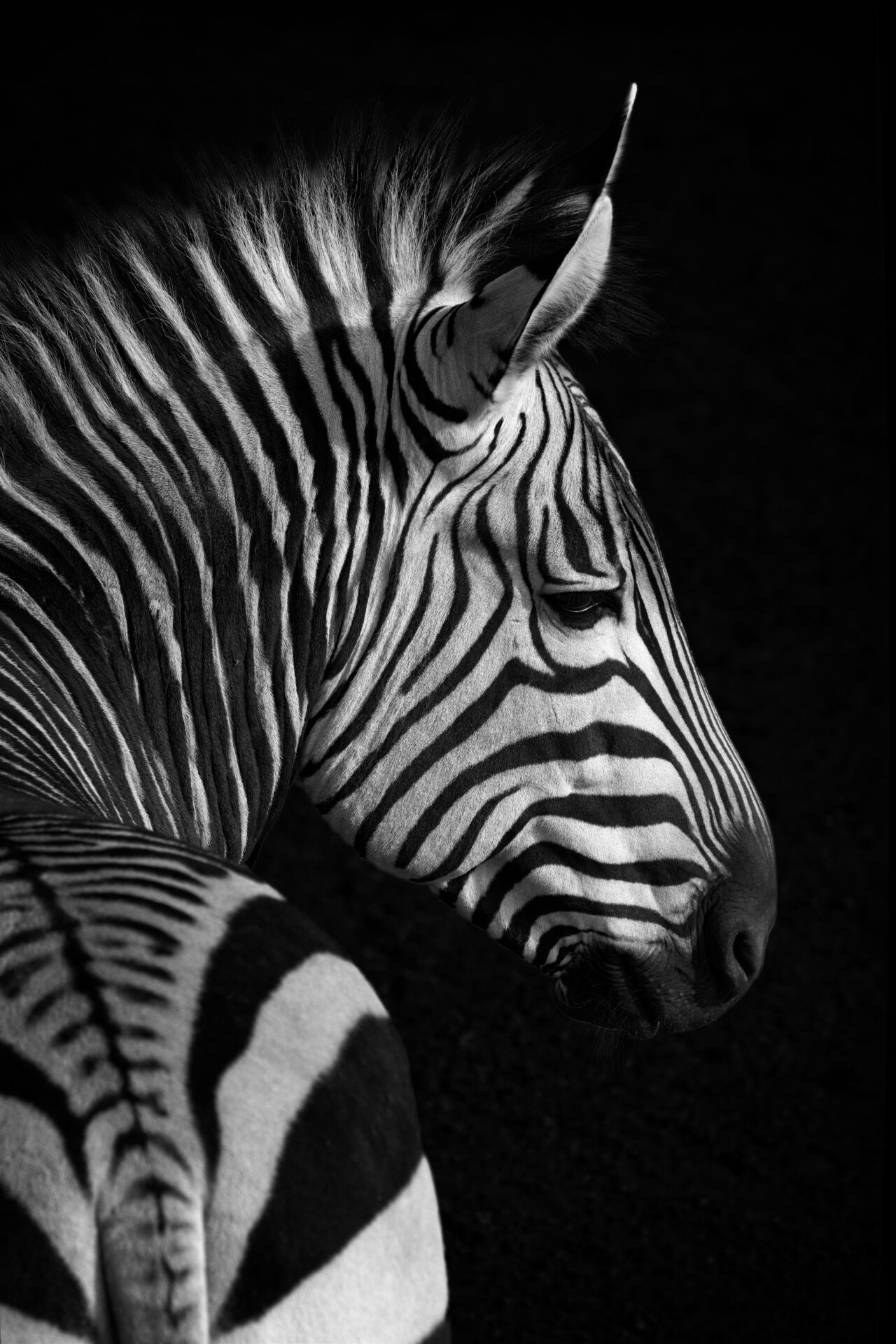 Black and White in Black and White