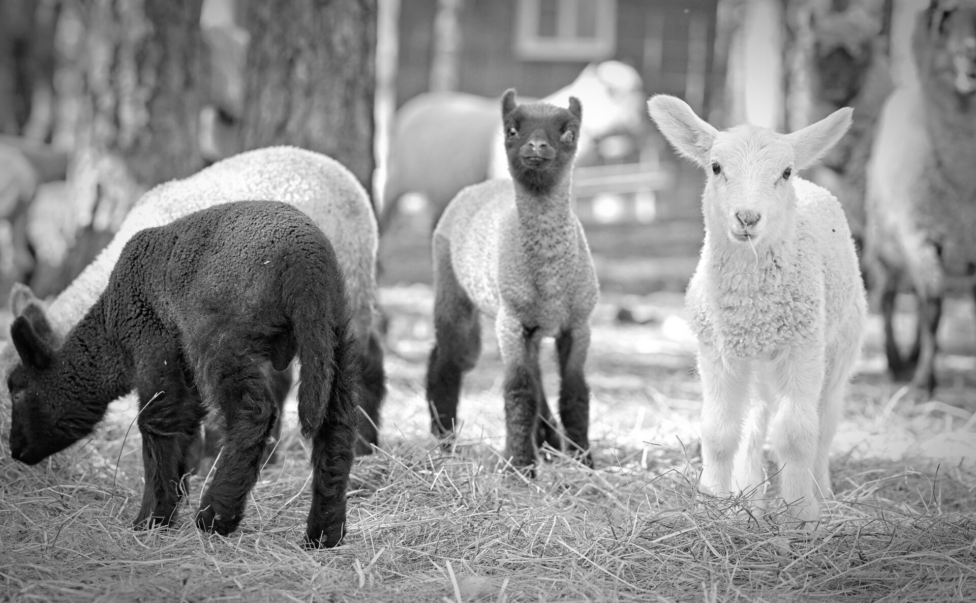 The Family of Clun Forest