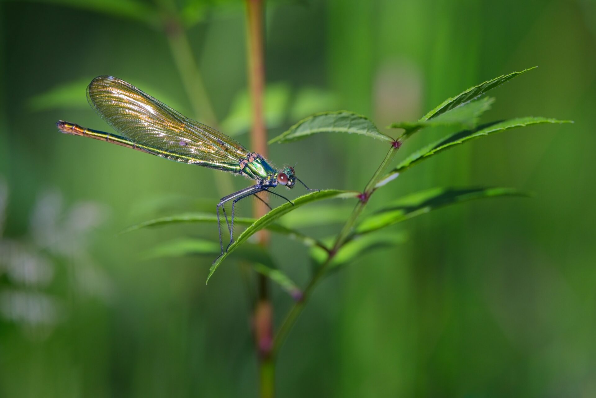 Calopteryx xanthostoma