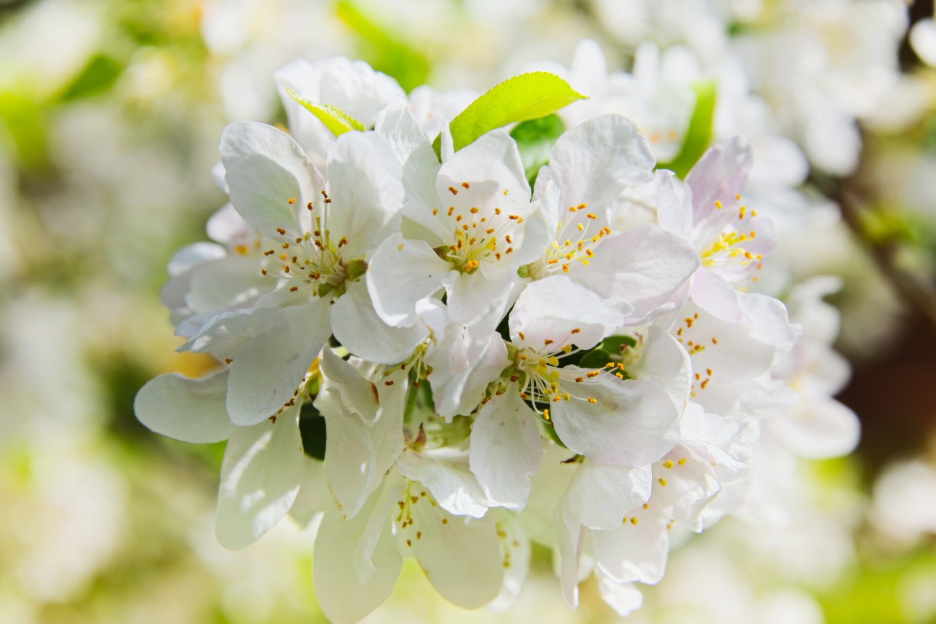 Cherry Blossoms from Kew Gardens