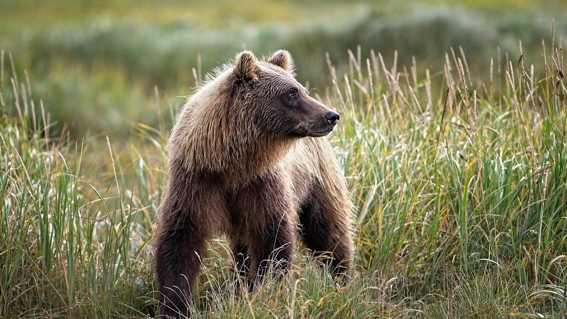 Young Grizzly Sow and Golden Grasses – Katmai National Park