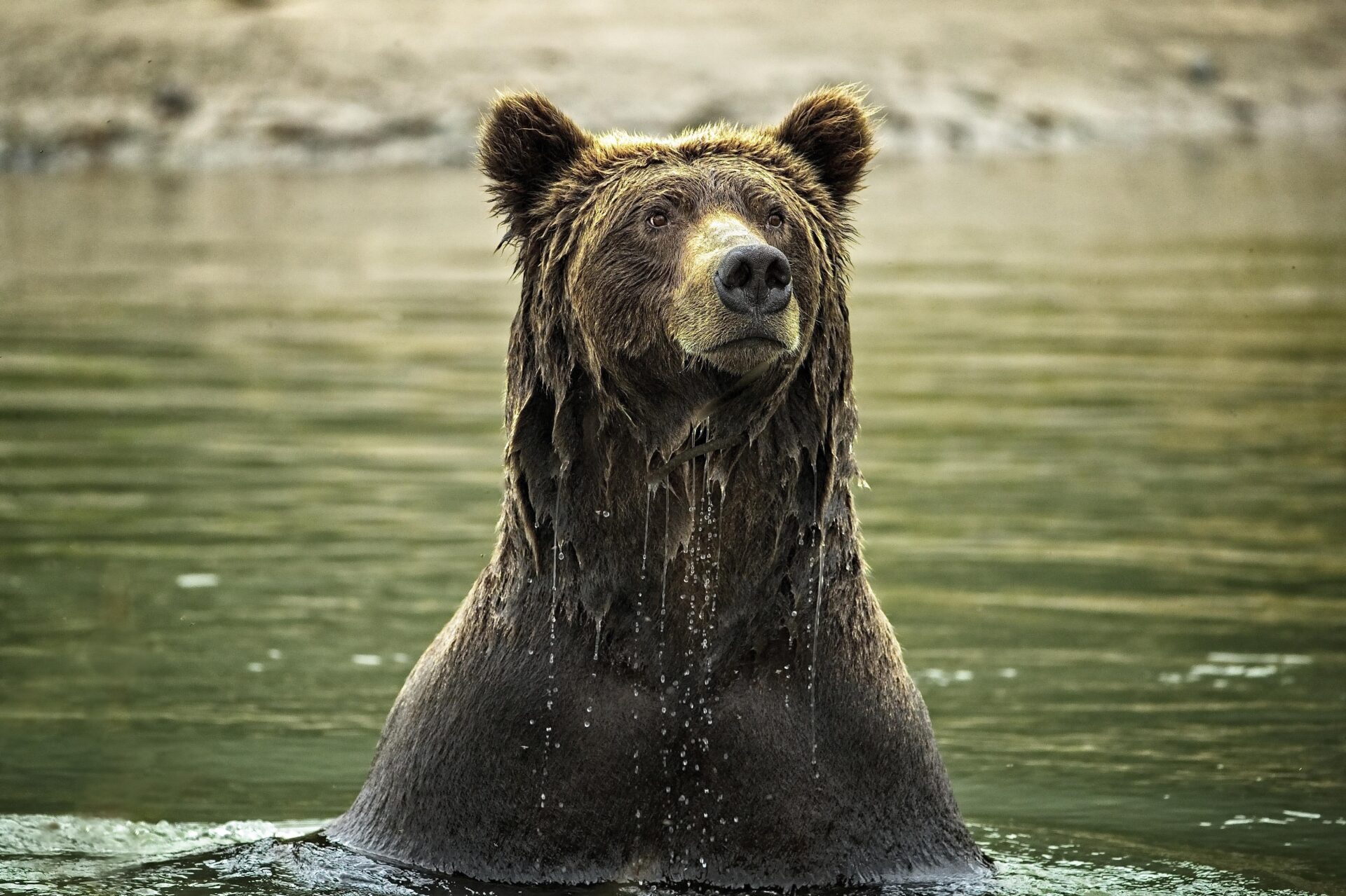 Grizzly Rising — Katmai National Park