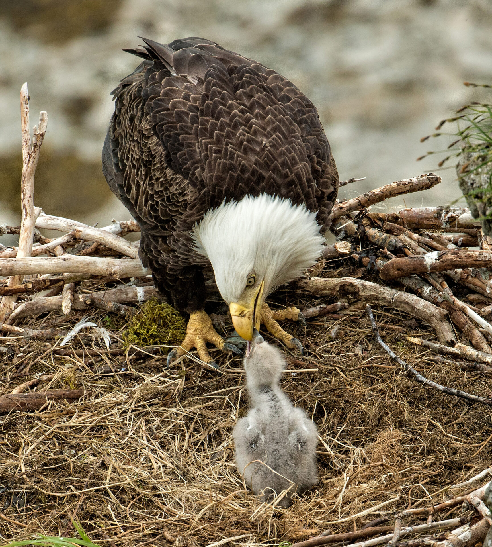 Bald Eagle Feeding Chick in Nest — Katmai National Park