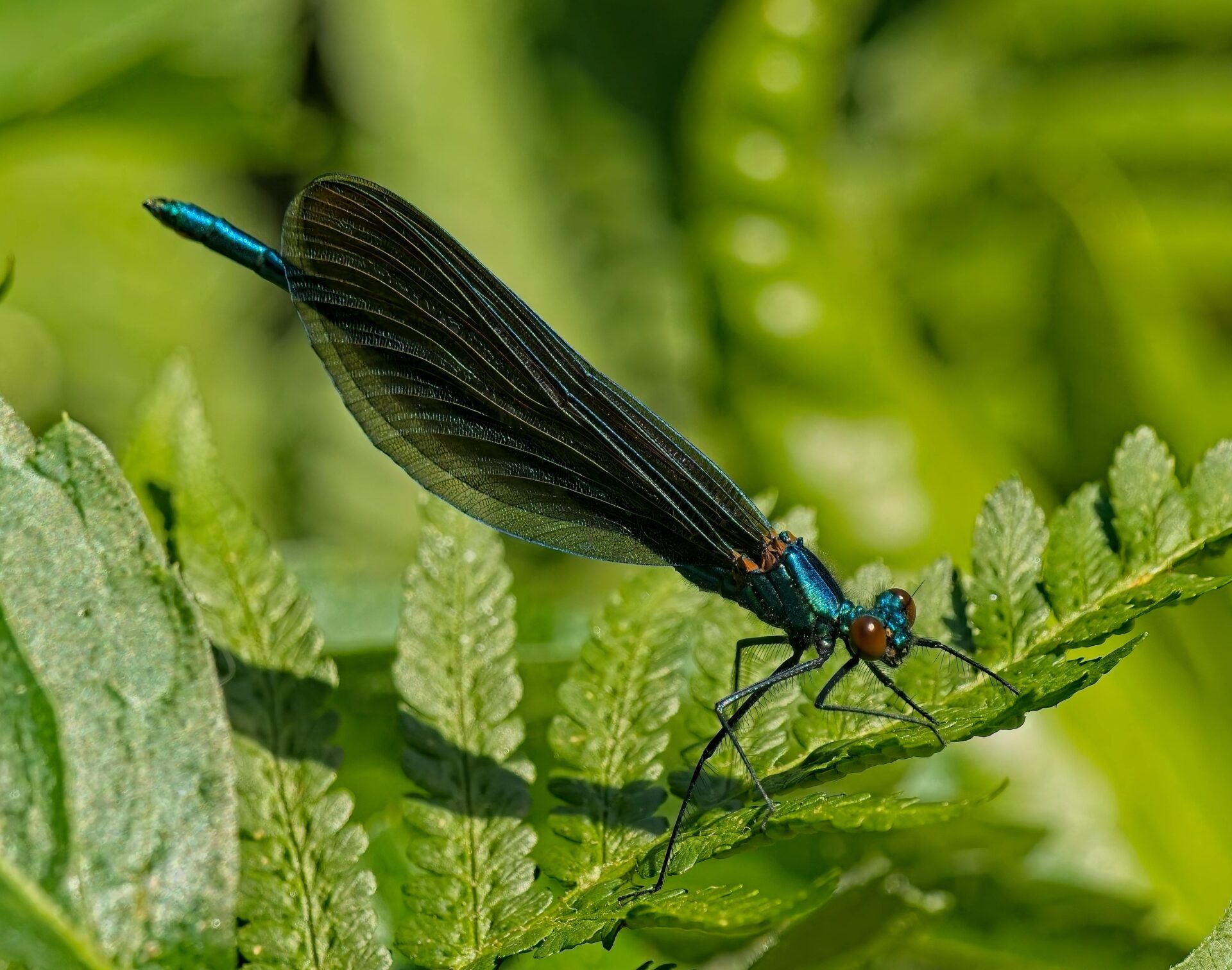 Blauflügel Libelle und andere Libelle