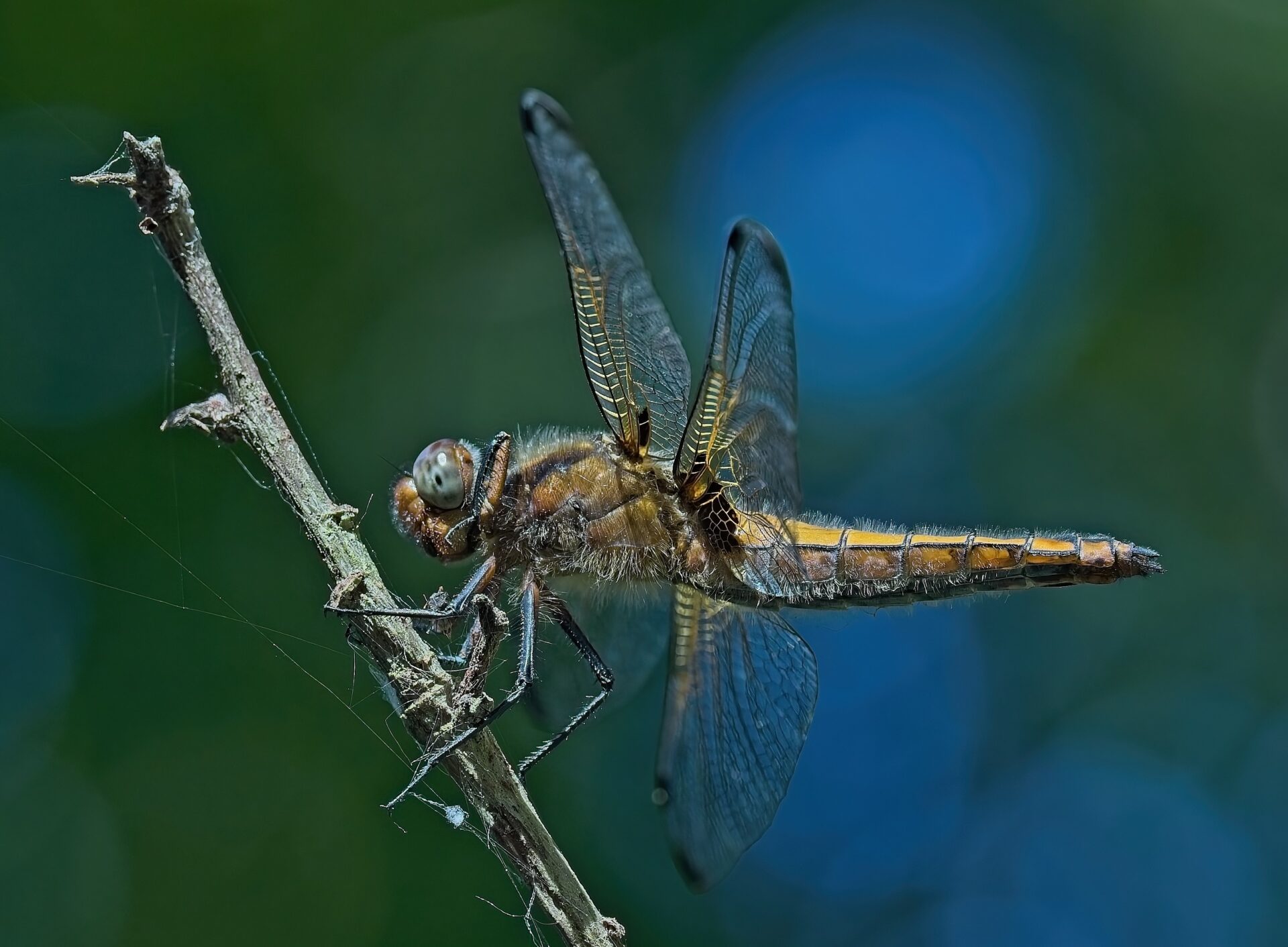 Libelle