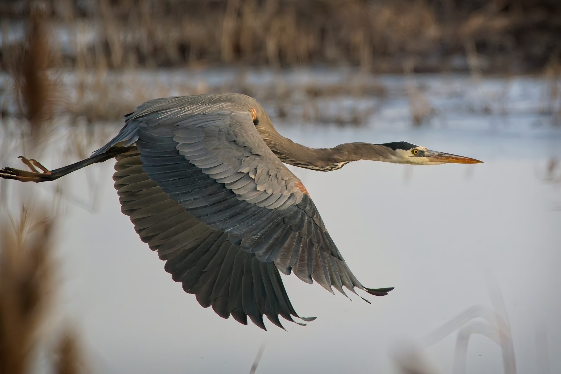 Great Blue Heron Flying