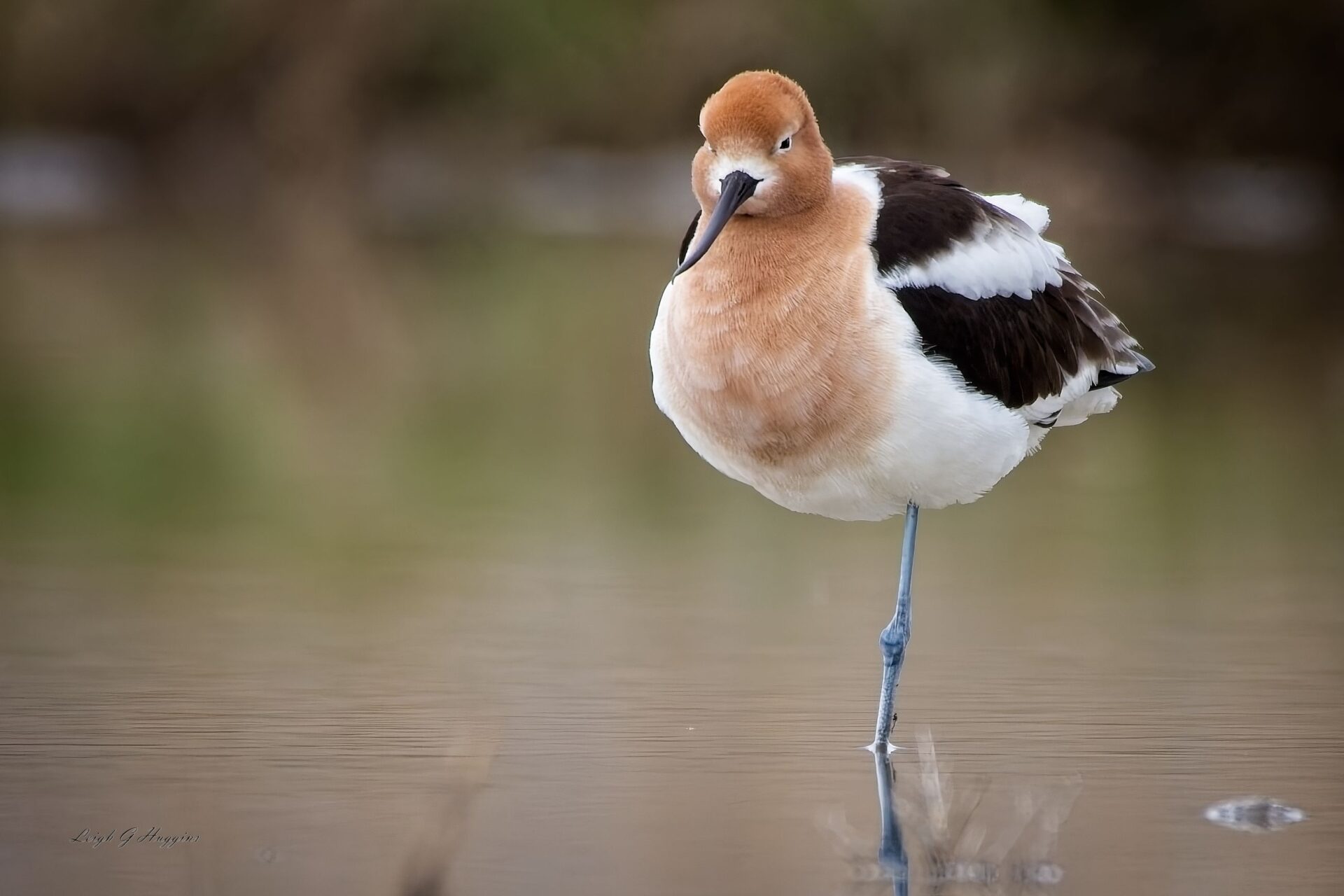 Resting American Avocet