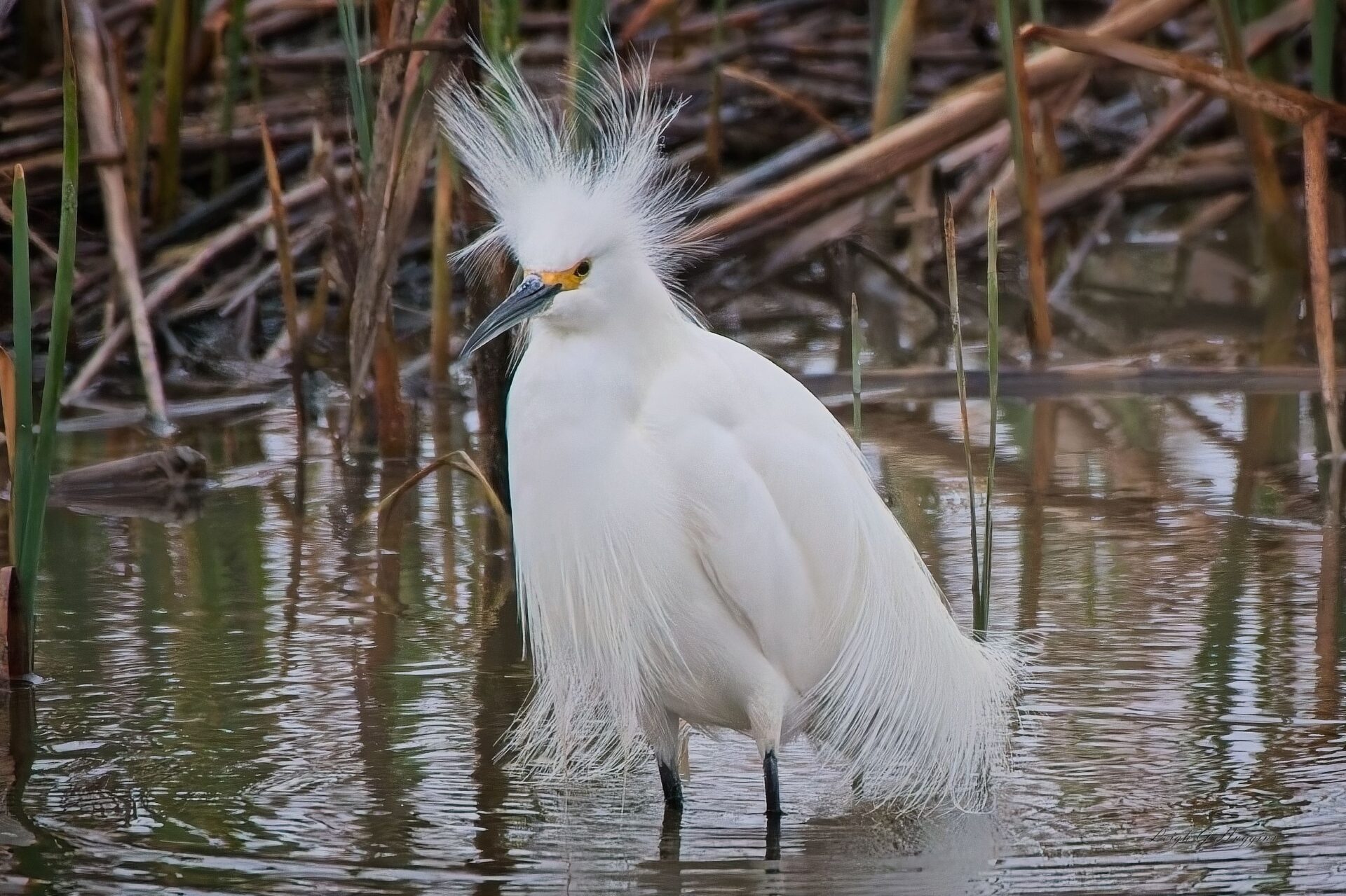 Bad Hair Day Snowy Egret