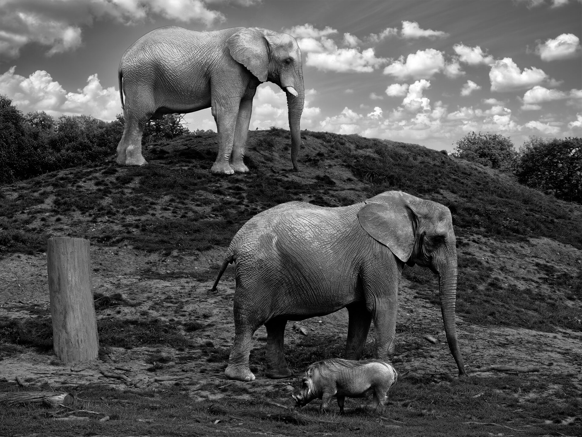 Elephant’s family