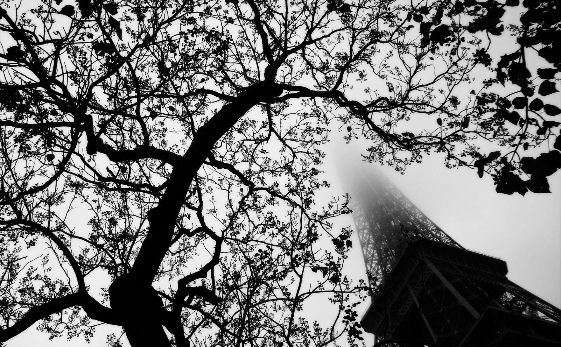 Foggy Paris