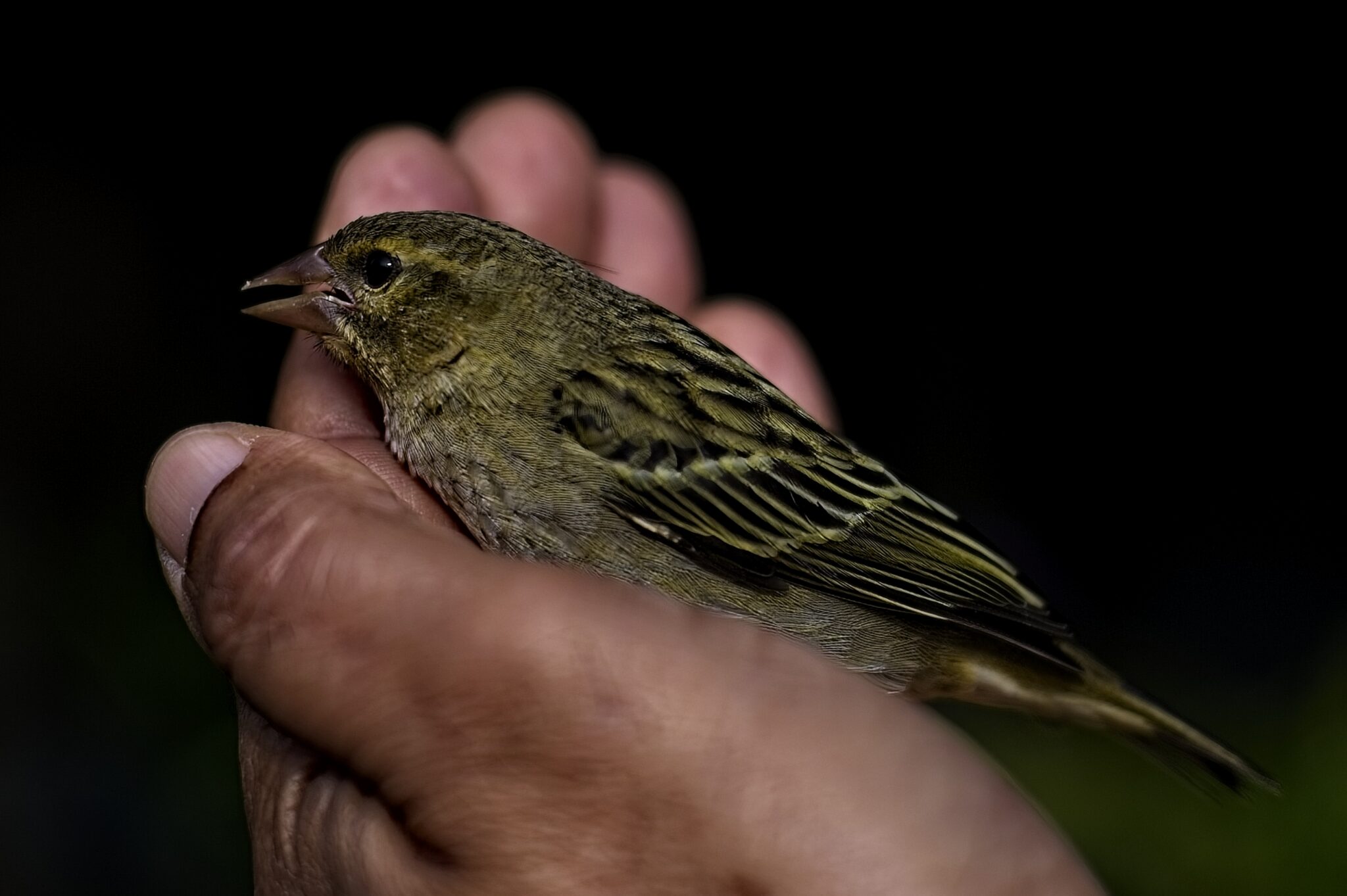 Bird 1 main image 1