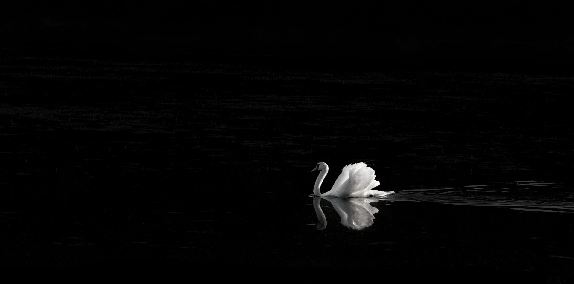 Graceful Swan
