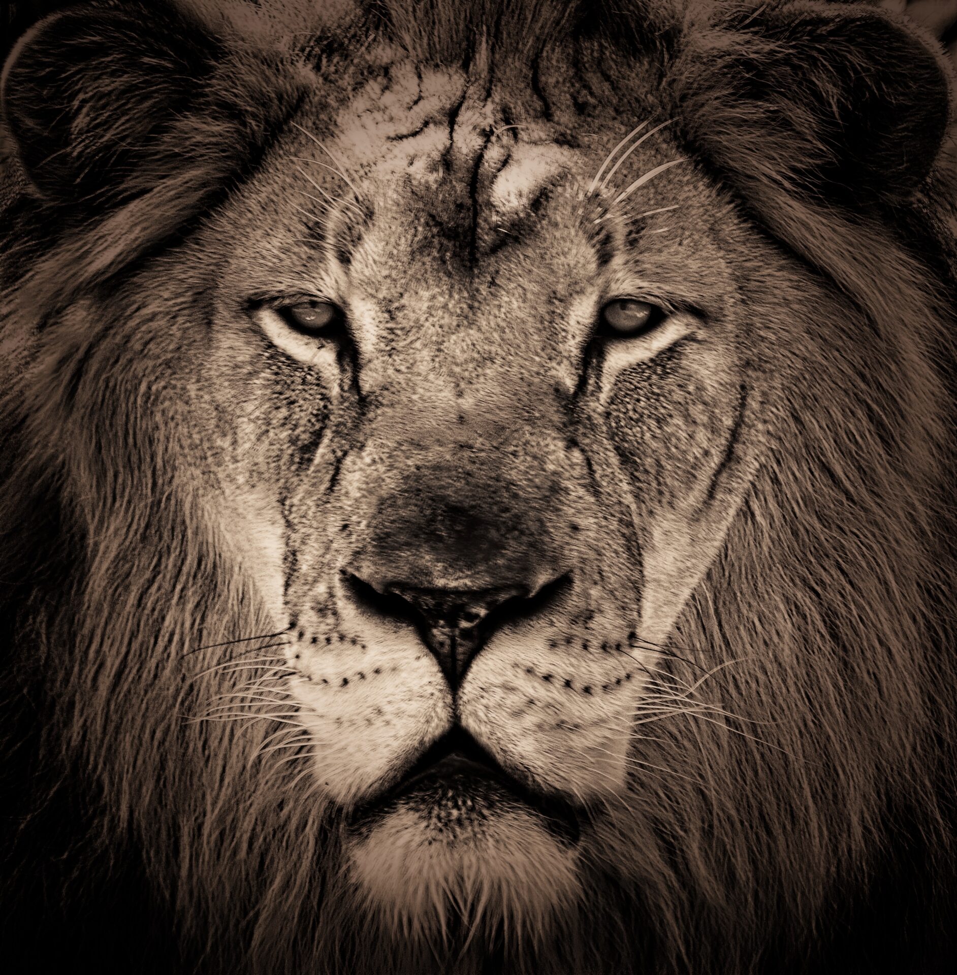 Lion