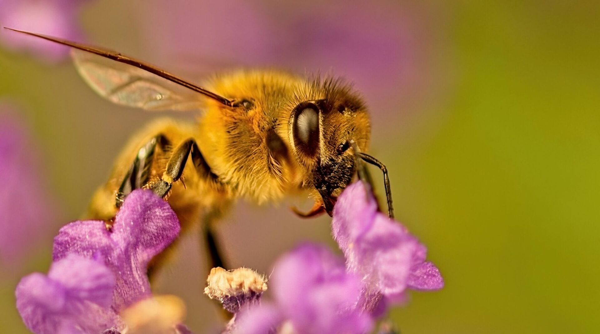 A golden bee