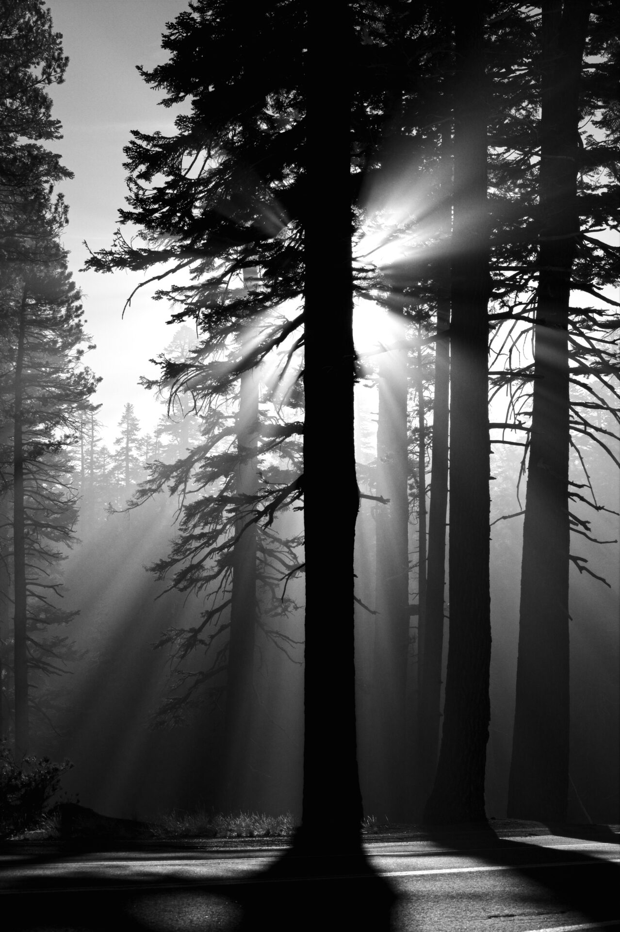 Of Fog Sun and Pine