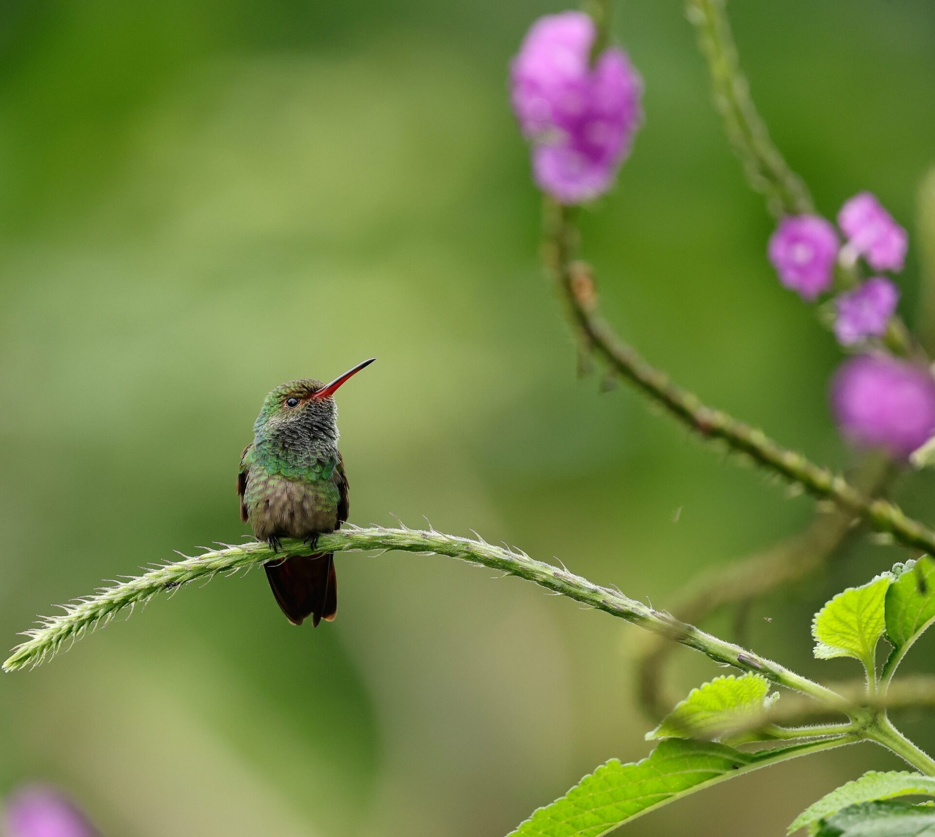 Hummer 3