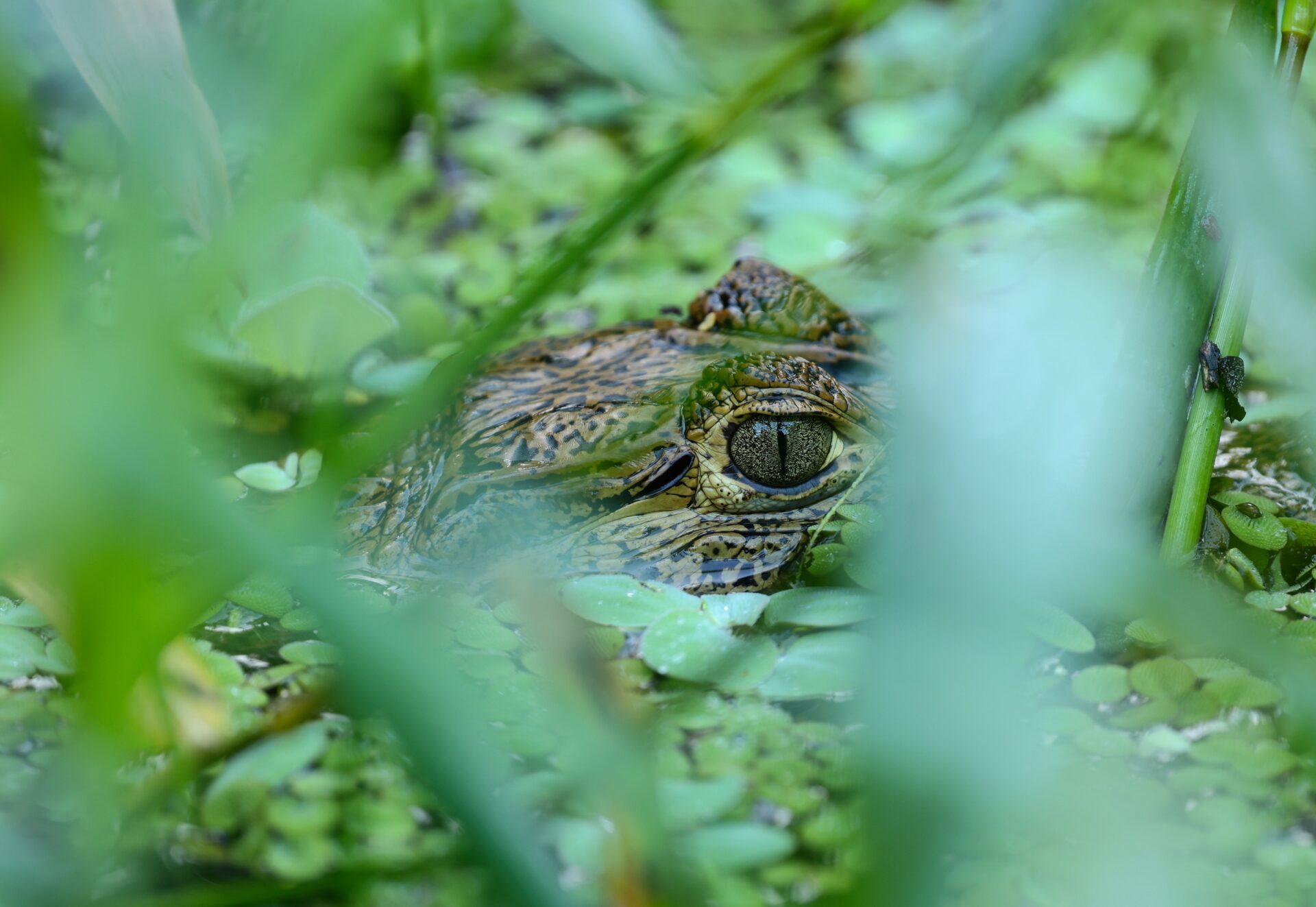 Tortuguero Crocodile 2