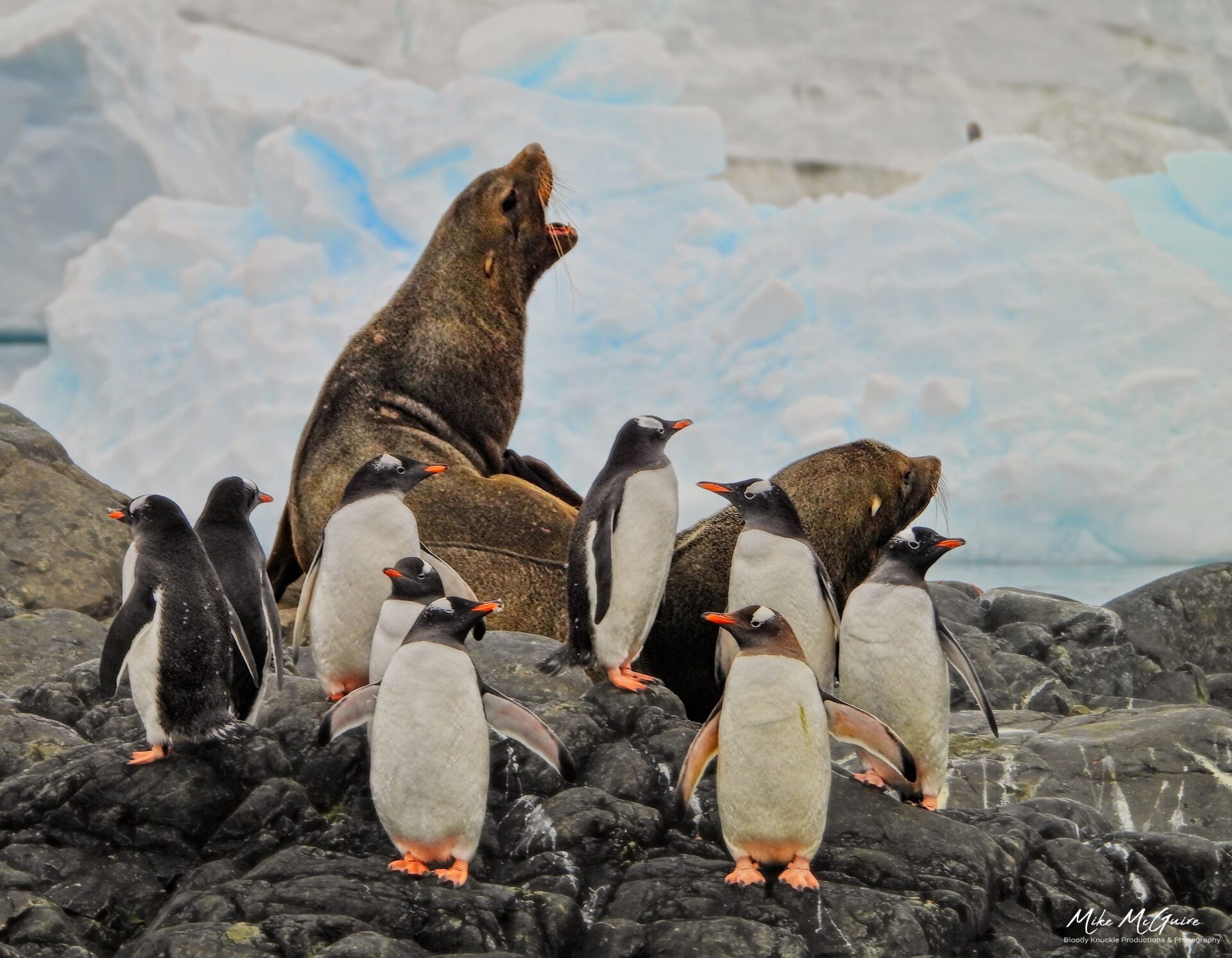 Gentoo Penquins and Antarctic Fur Seals