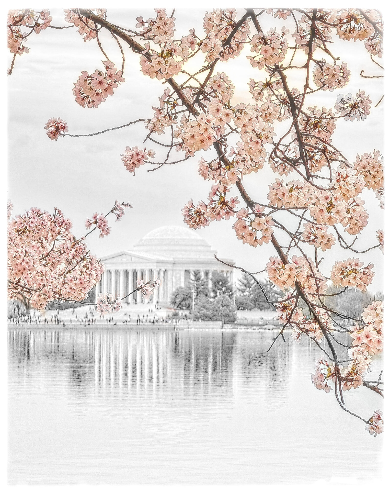 Cherry Blossoms