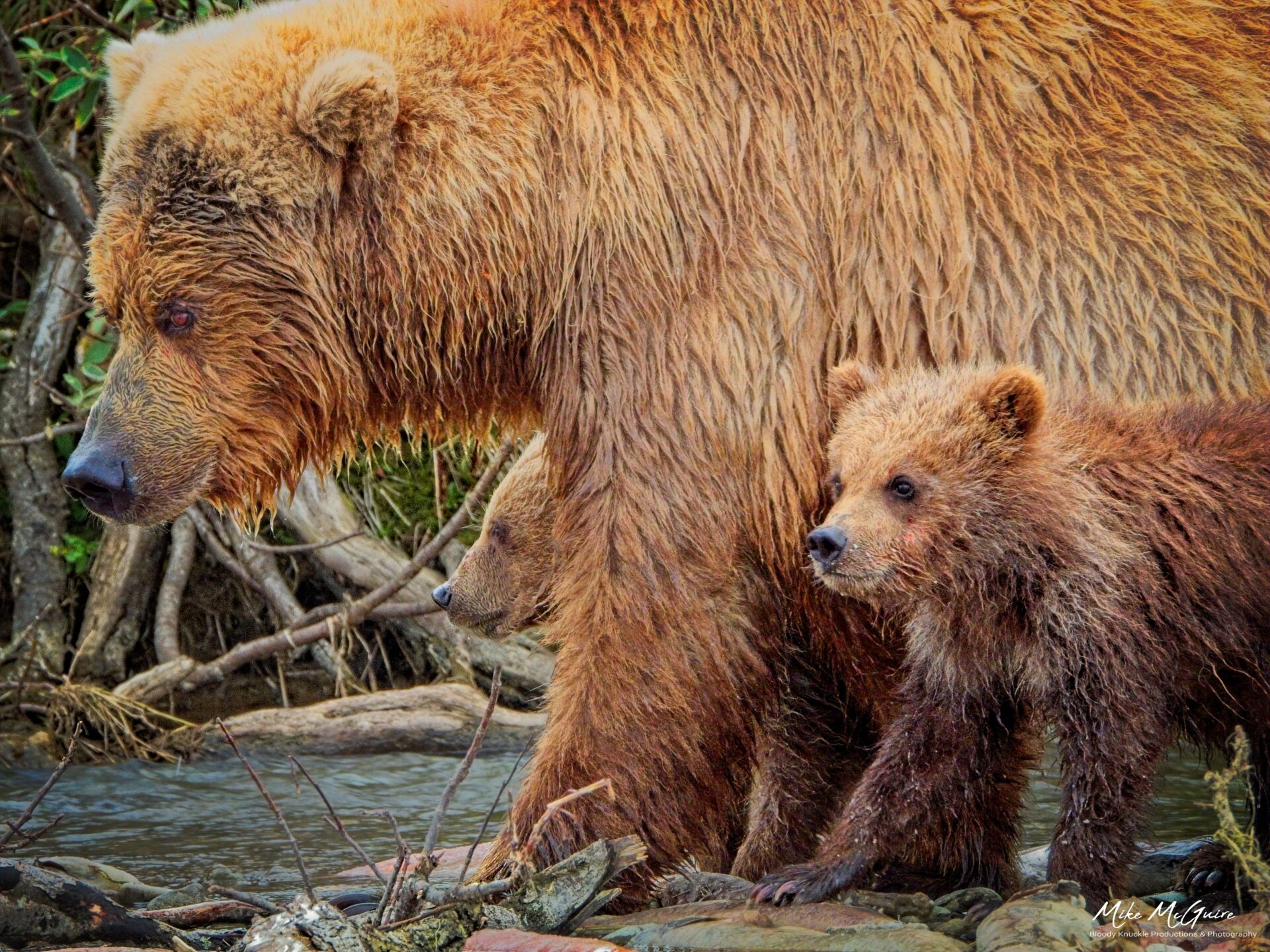 Brown Bears in Katmai, Alaska