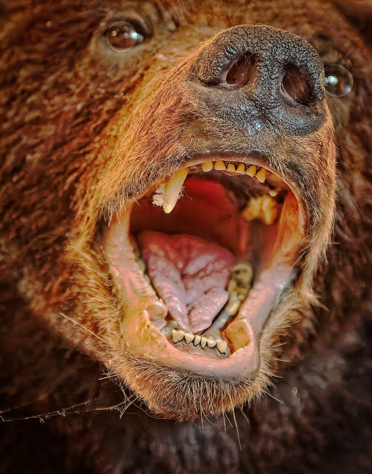 Georgia Brown Bear
