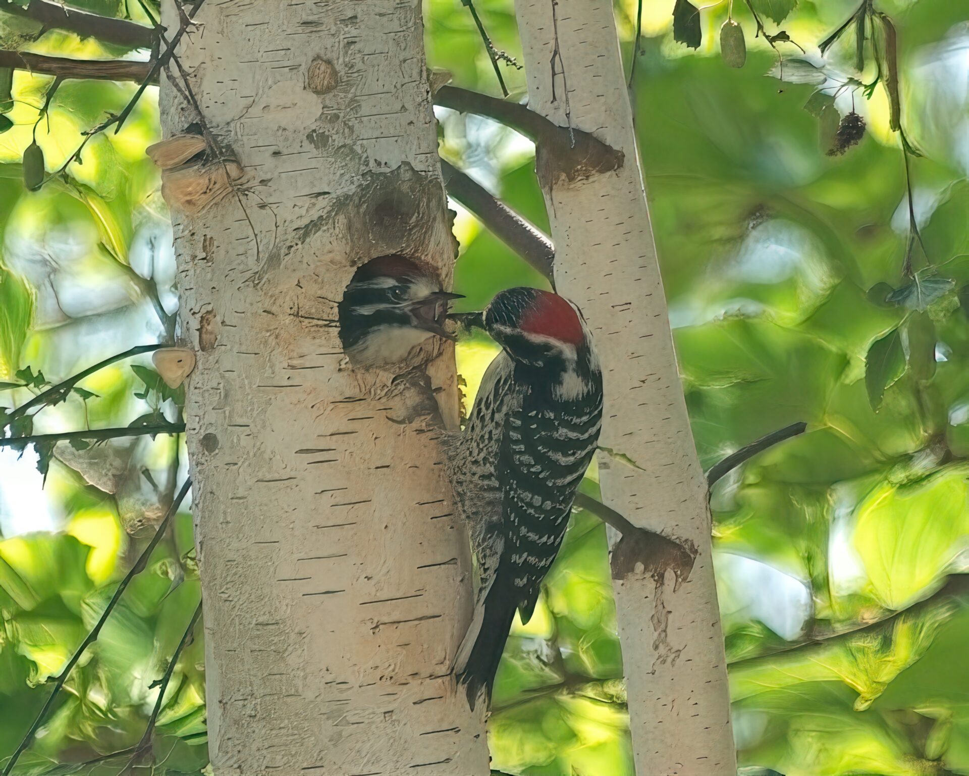 Hungry young Woodpecker