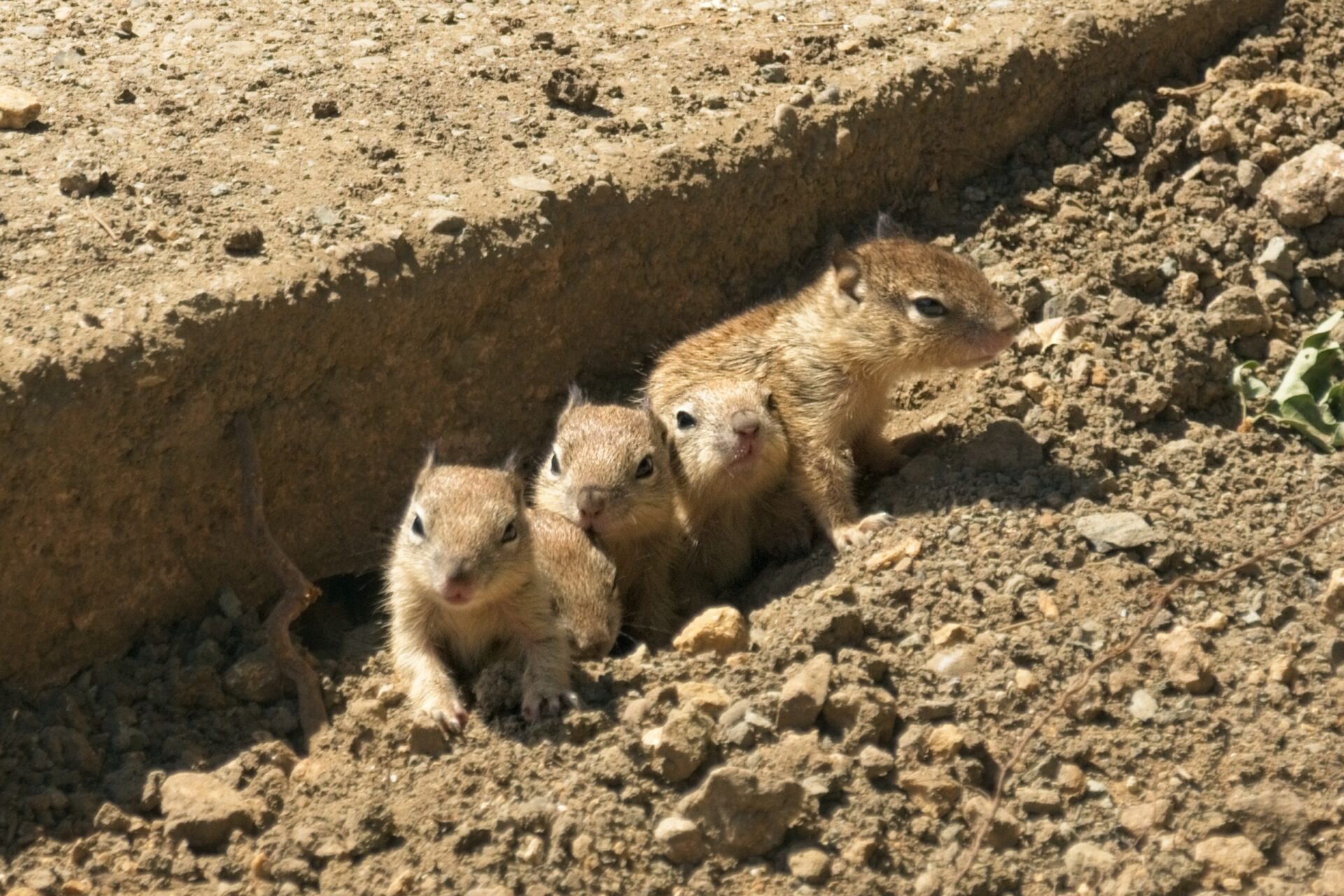 Young Squirrels seeing the world for the first time