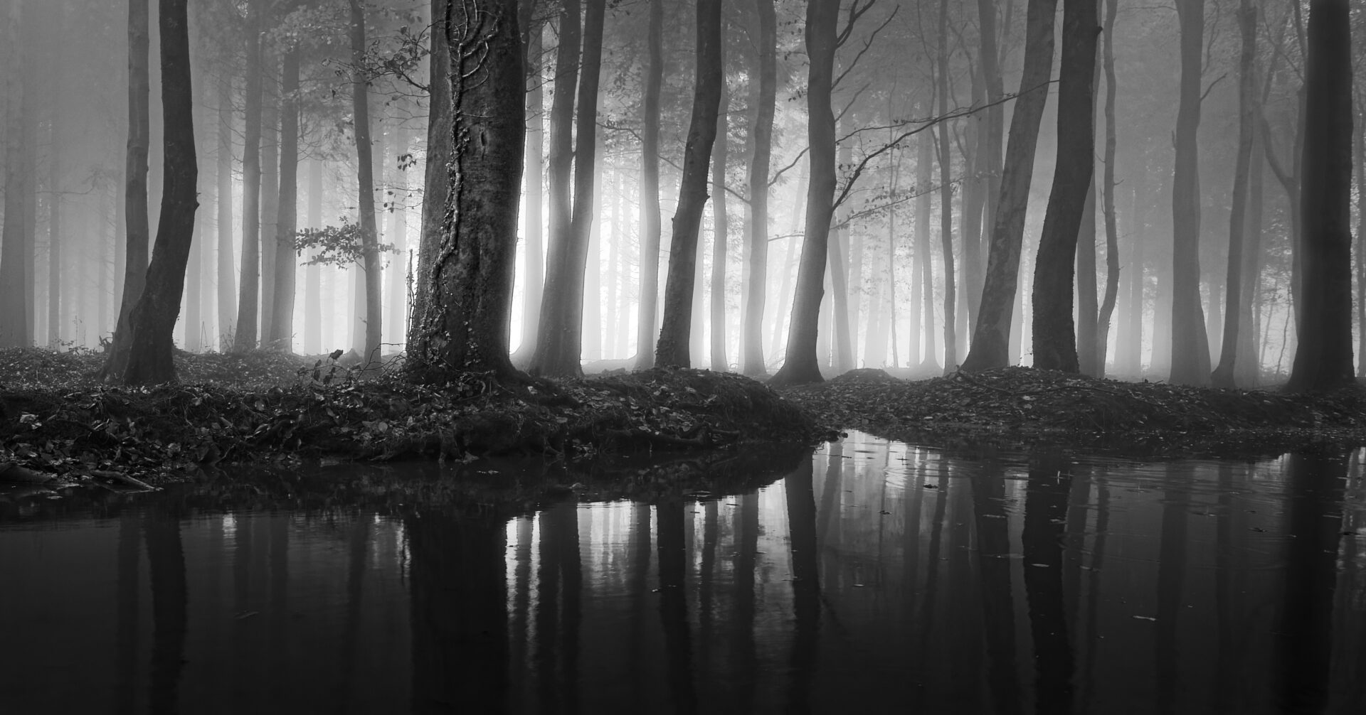 Earthham Wood