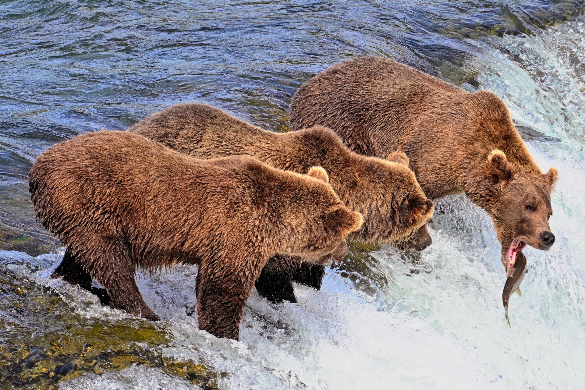 It’s not looking good for the fish