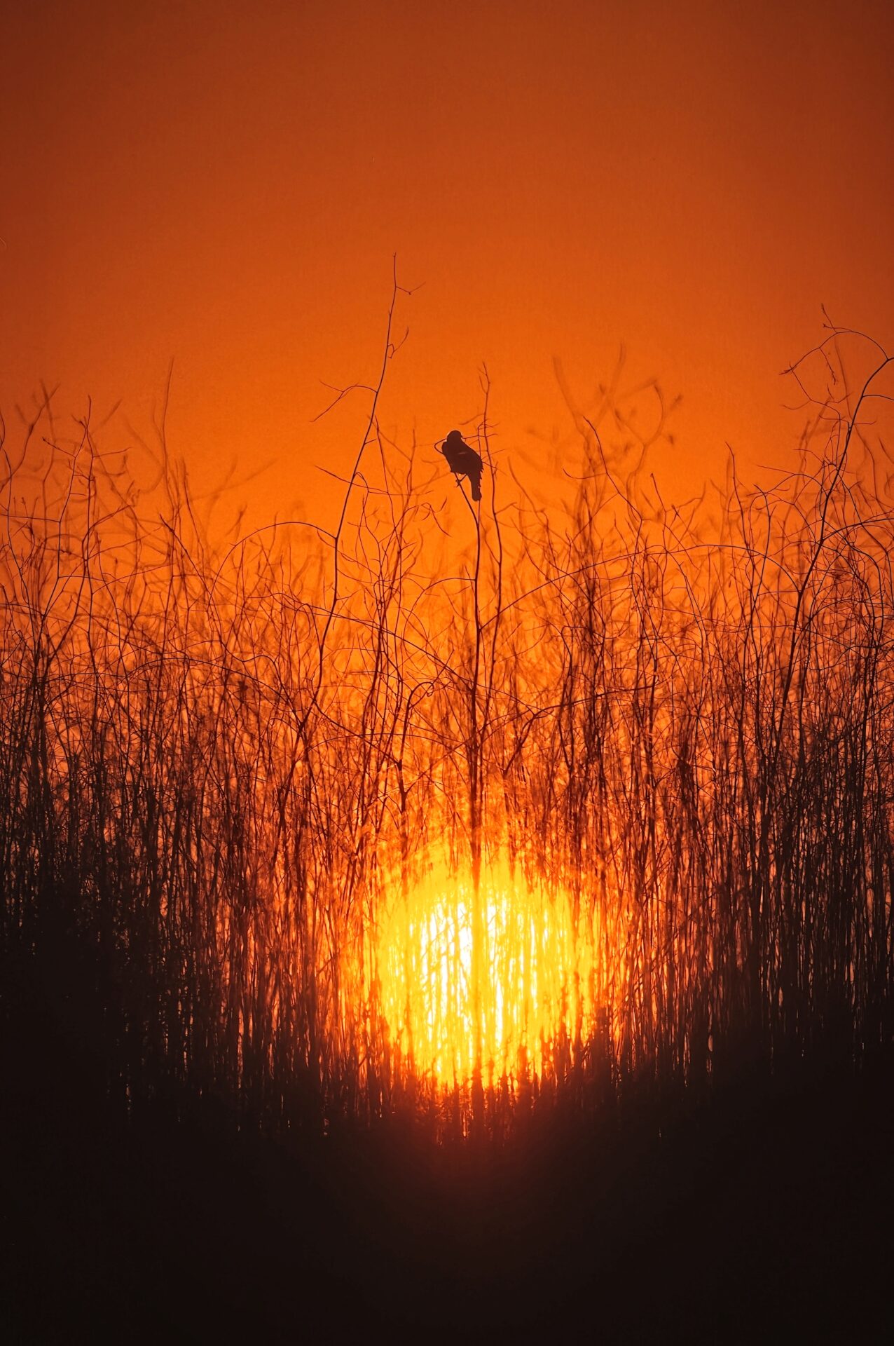 Bird at Sunset