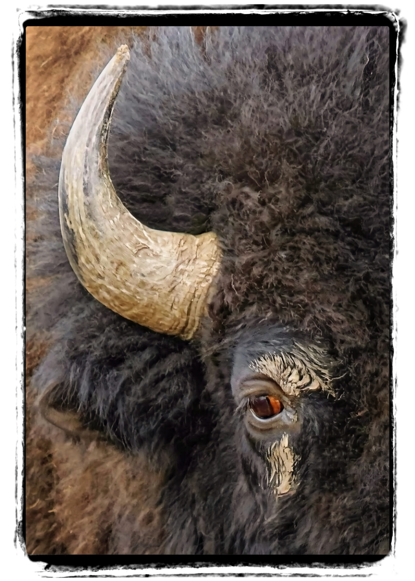 The Eye of the Bison