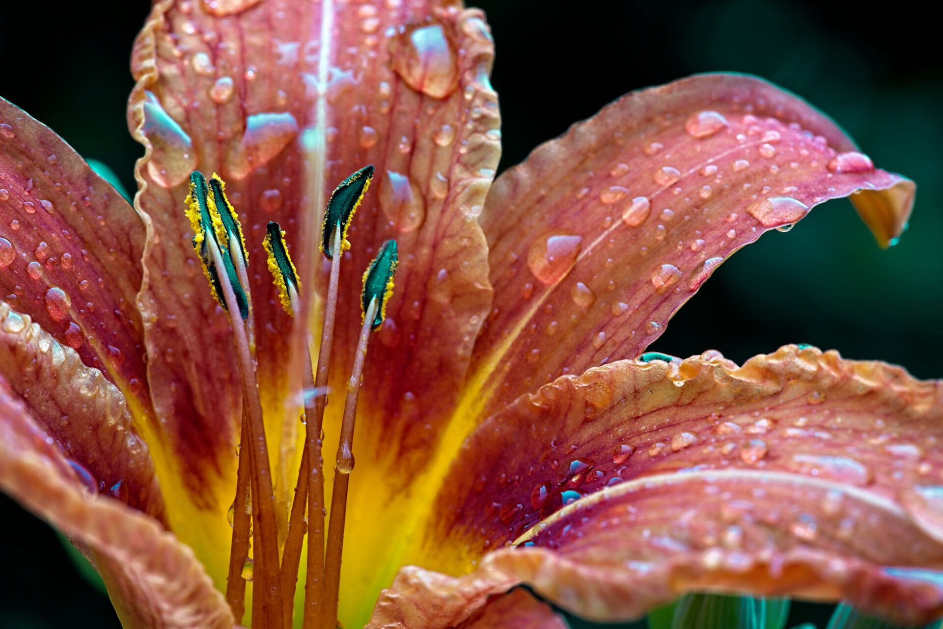 Raindrops