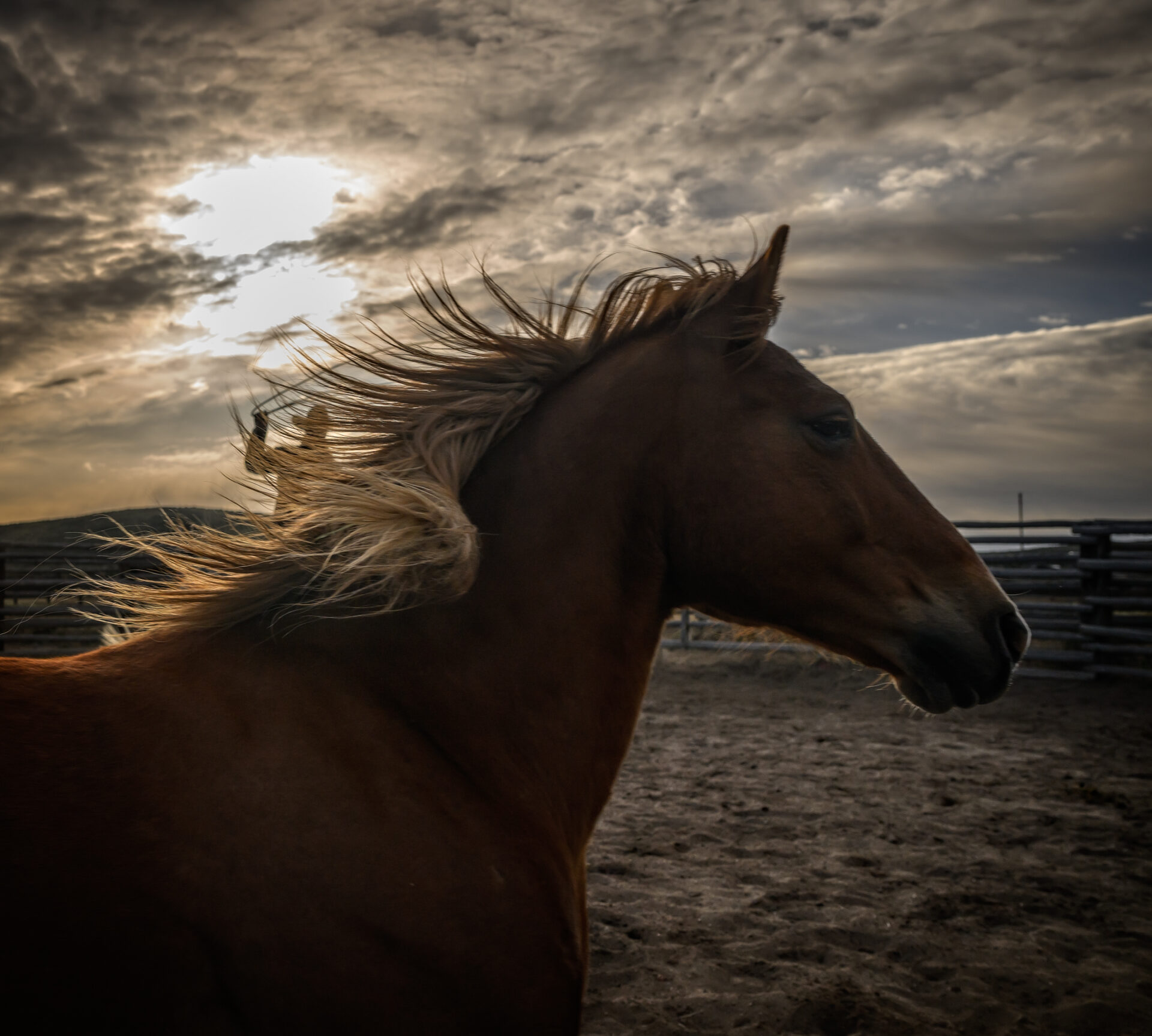 Morning Ranch Duties