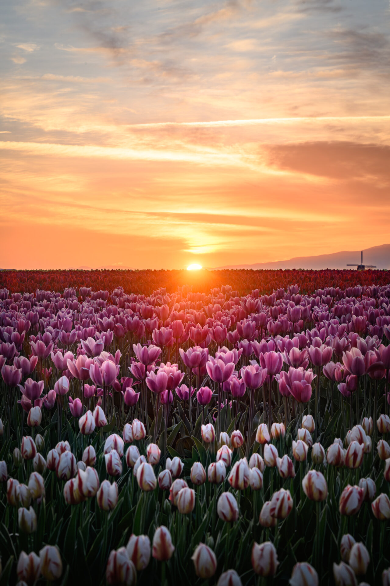 Tulip Sunrise