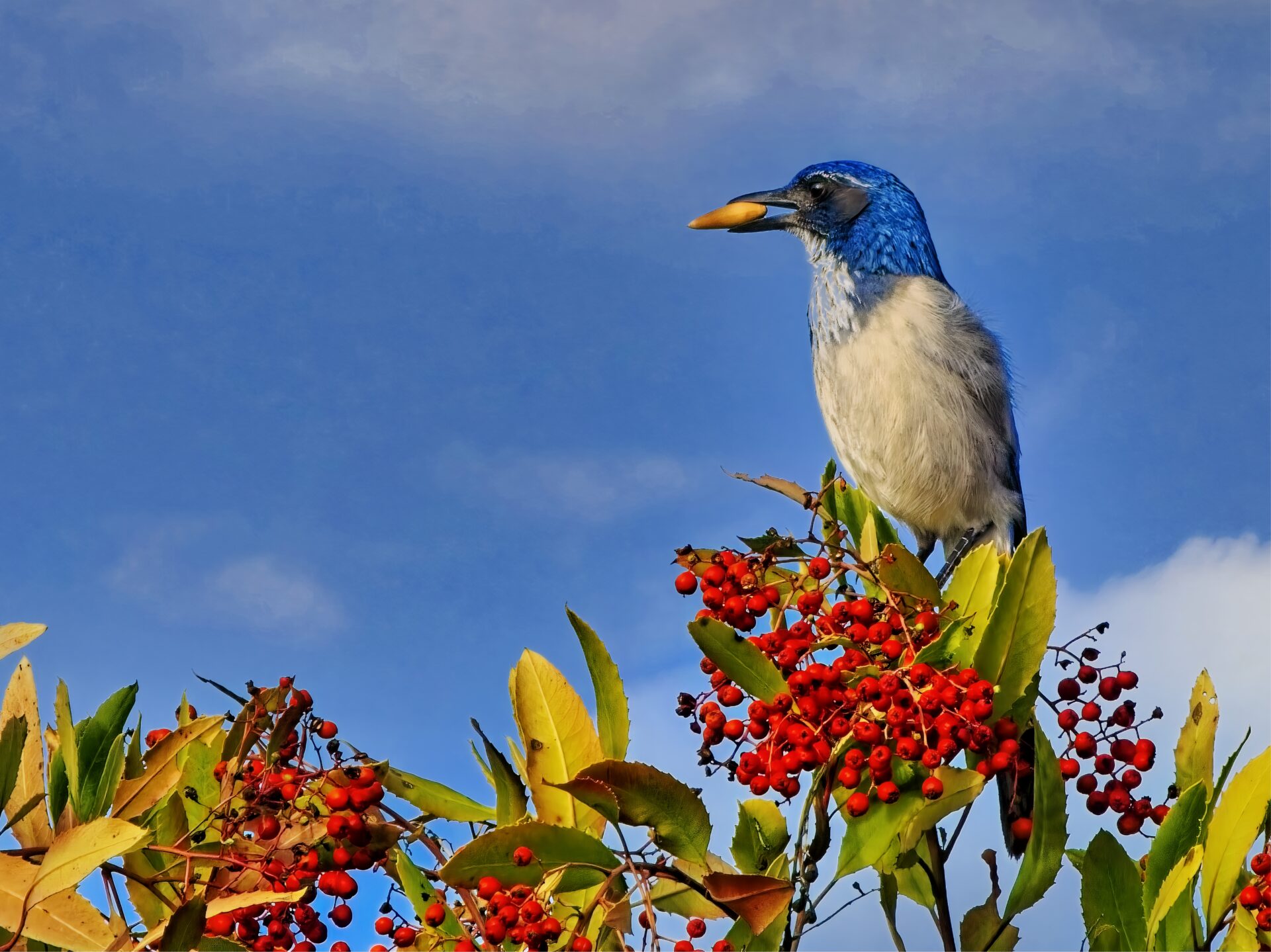 Scrub Jay at Claremont CA Botanical Gardens