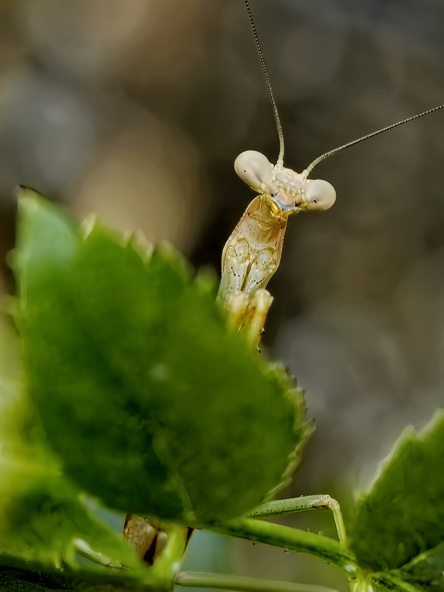 Reluctant Praying Mantis