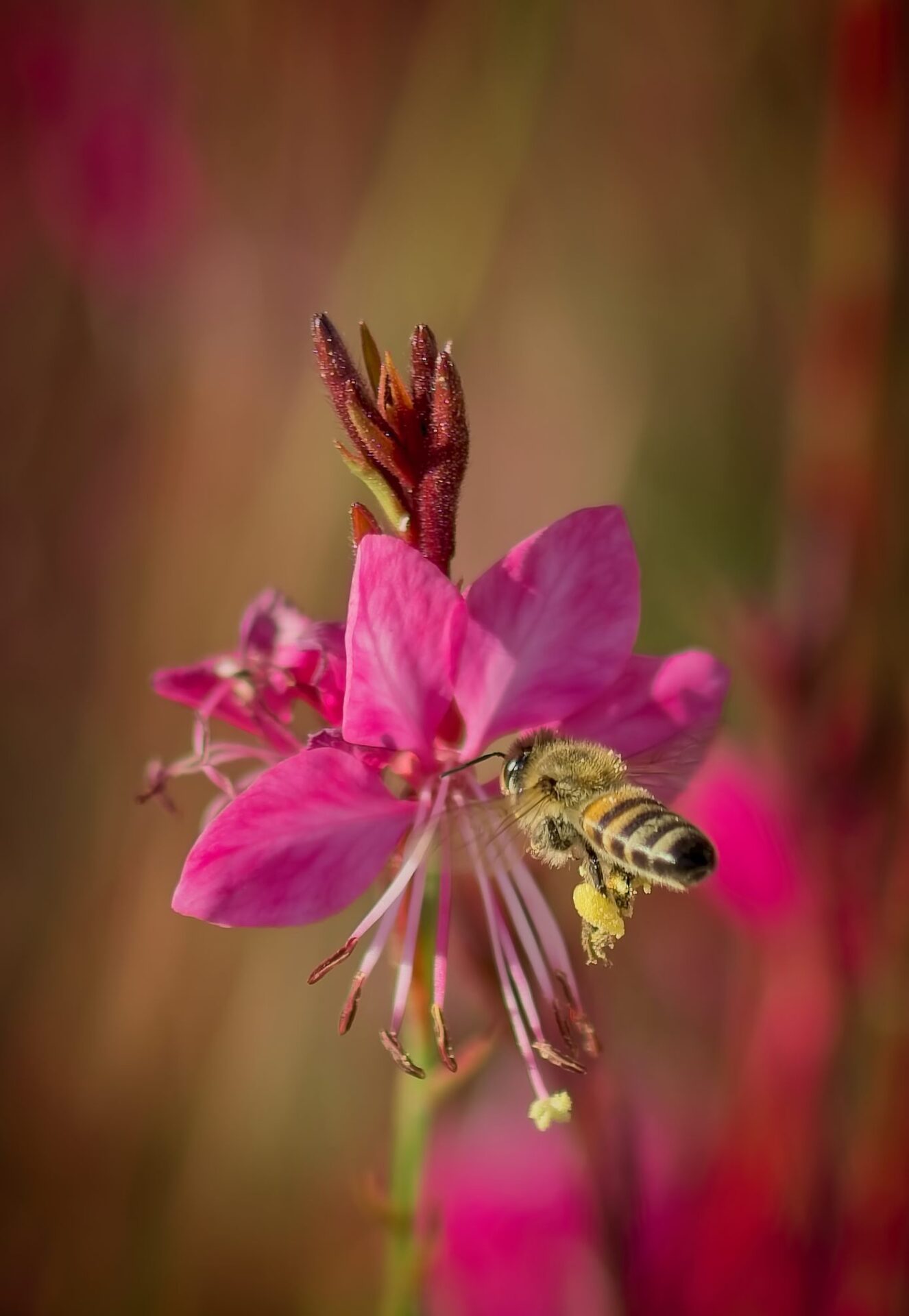 Buzzing beauty