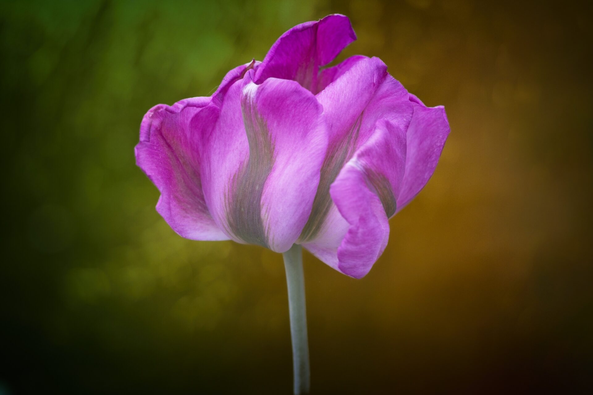 A special Tulip