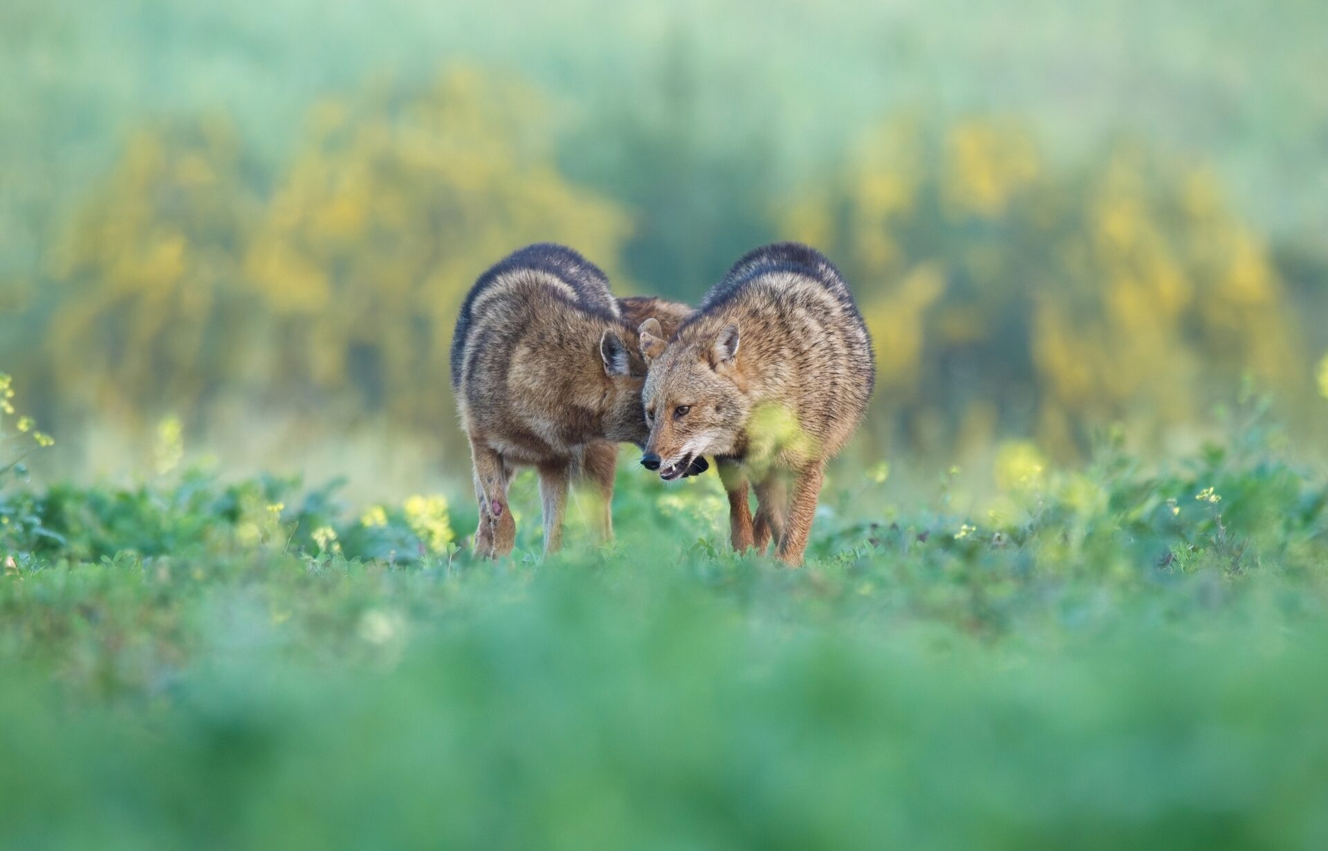 A Bond in the Haze
