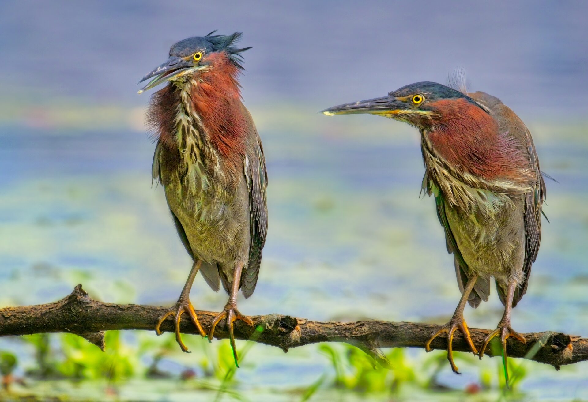 “Hey! Where’s my Fish?” “What…Buurrp…Fish?”